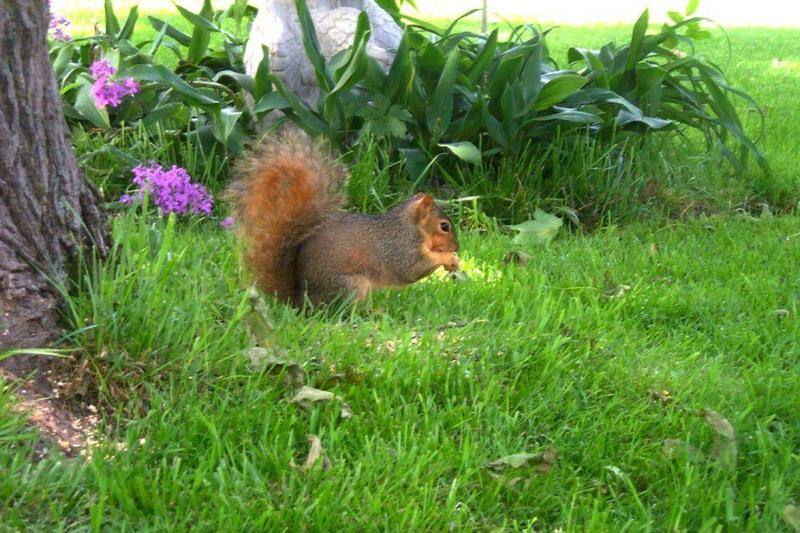 squirrel529n.jpg