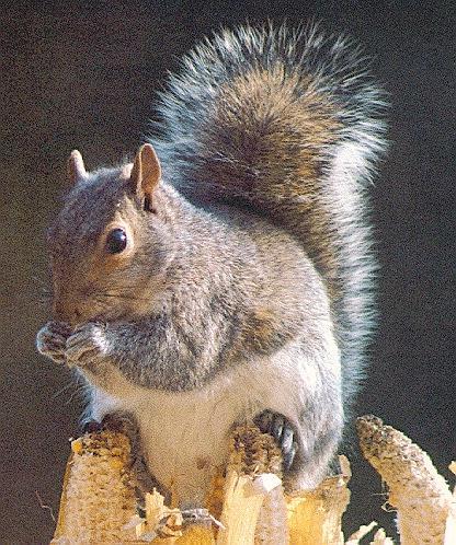 Squirrel-Eats What.jpg