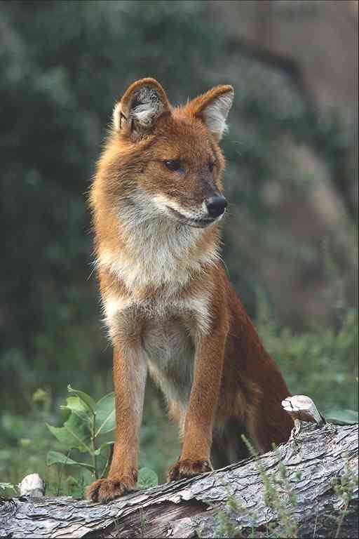 Red-Fox.jpg