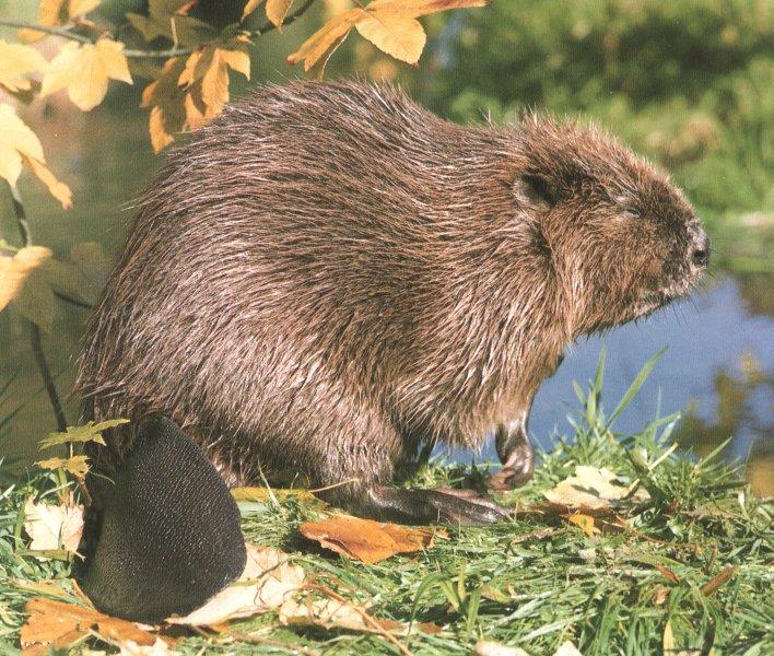  beaver on river bank-sleepy eyes.jpg