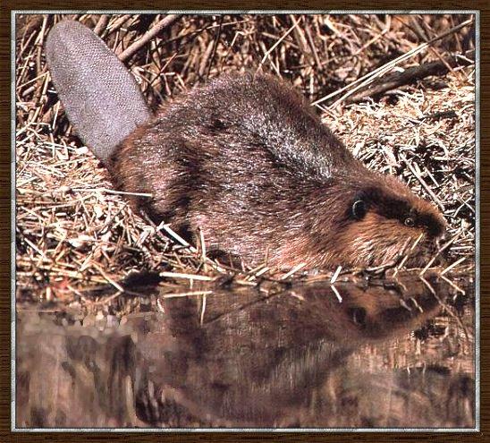 Beaver 03-By The River.jpg