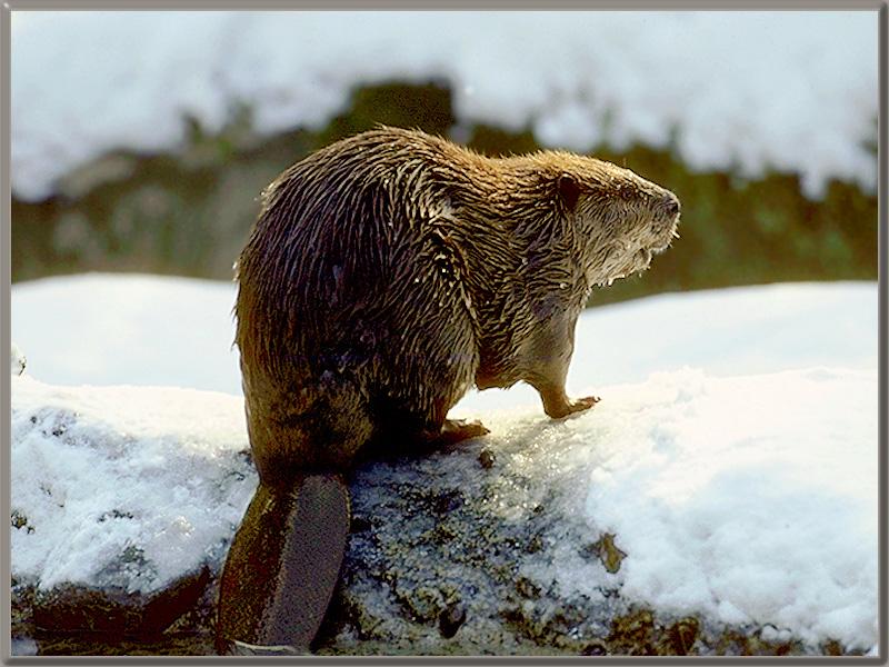 Beaver 41058-Just out of water-SnowLand.jpg