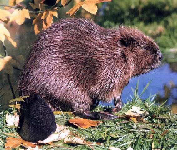 beaver4.jpg