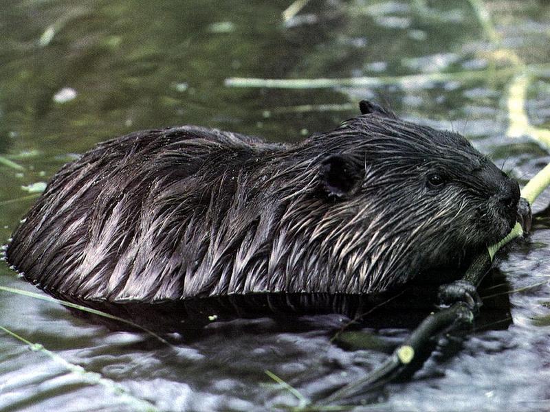 Ds-Animal 004 - Castor-Beaver-in water.jpg