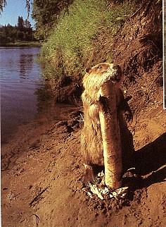 Baver-Swedish Beaver.jpg
