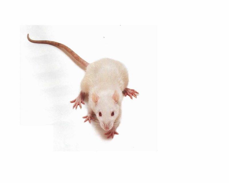 White Labratory Mouse-background.jpg