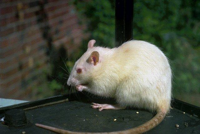 White Mouse-Albino Rat.jpg