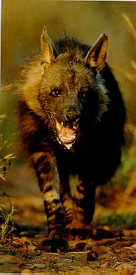 HYENA9-Brown Hyena-protrait.jpg
