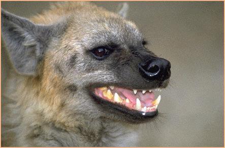 Hyena02-Spotted Hyena-snarling face closeup.jpg