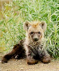 HYENA7-Spotted Hyena-cub.JPG