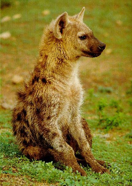 HYENA8-Spotted Hyena-sitting on grass.JPG