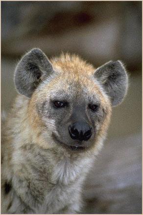 Hyena-Spotted Hyena-face closeup.jpg