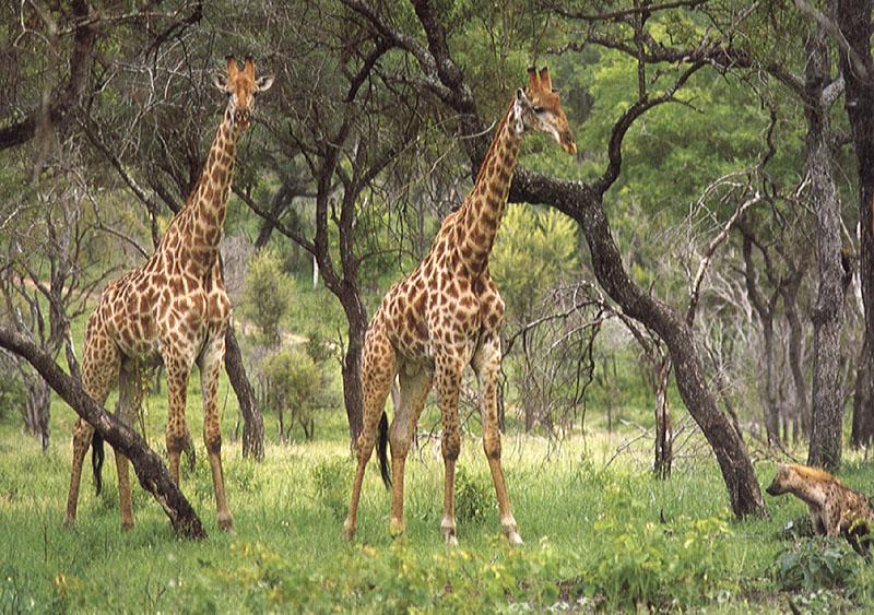 safric08-2 giraffes and spotted hyena.jpg