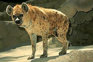 SDZ 0133-Spotted Hyena-in front of den.jpg