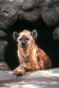 SDZ 0134-Spotted Hyena-sitting at cave entrance.jpg