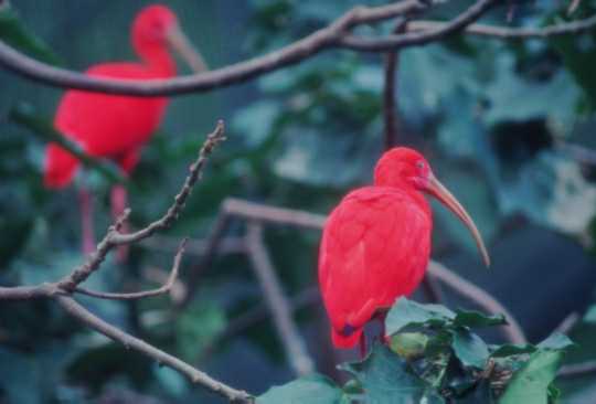 Bird02-Scarlet Ibises-Perching on tree.jpg
