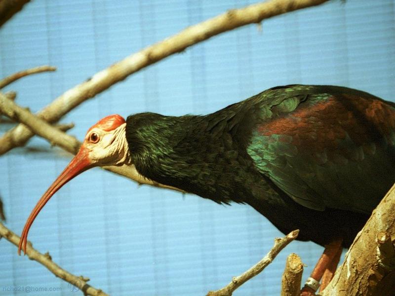 bird01l-Southern Bald Ibis-closeup.jpg