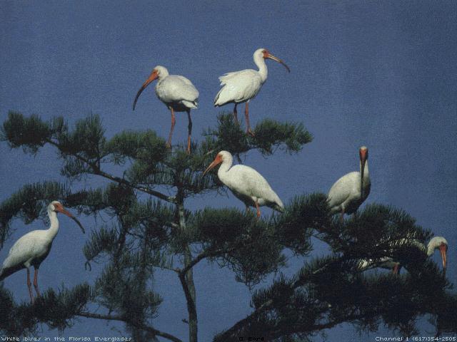 bird012-White Ibises-Flock perching on tree.jpg