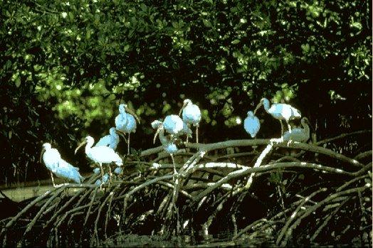 NGS-White Ibis-Flock on Branches.jpg