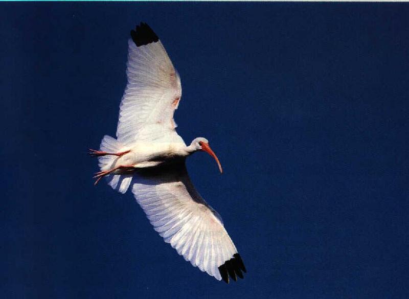 White Ibis 1-Flying-Abdominal Closeup.jpg