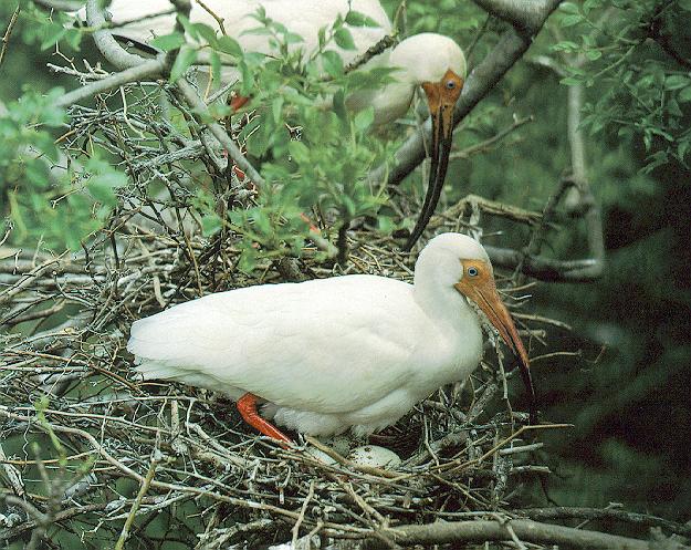 White Ibis 1-Pair on nest-Incubating eggs.jpg