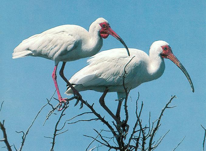 White Ibis 3-Pair on tree top.jpg