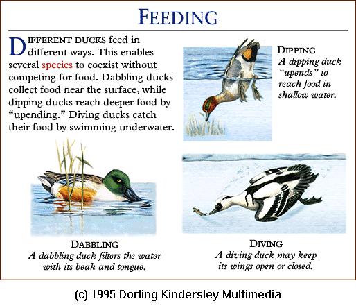 DKMMNature-Bird-Wild Ducks and Smew-Feeding.gif