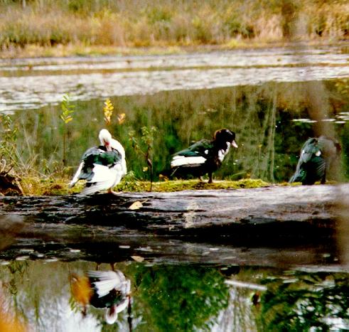 Wild Ducks-monysbird.jpg