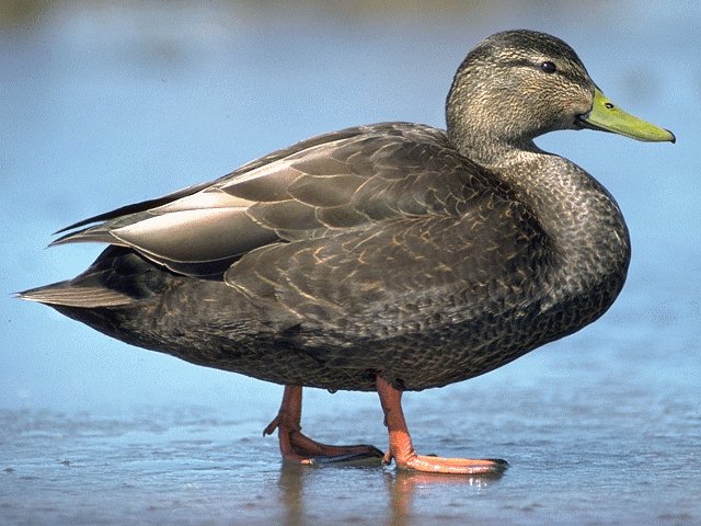 American Black Duck-standing on shore-closeup.jpg