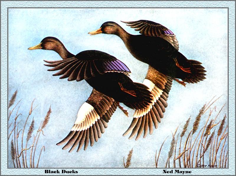 p-deds1980-American Black Ducks-Painting by Ned Mayne.jpg