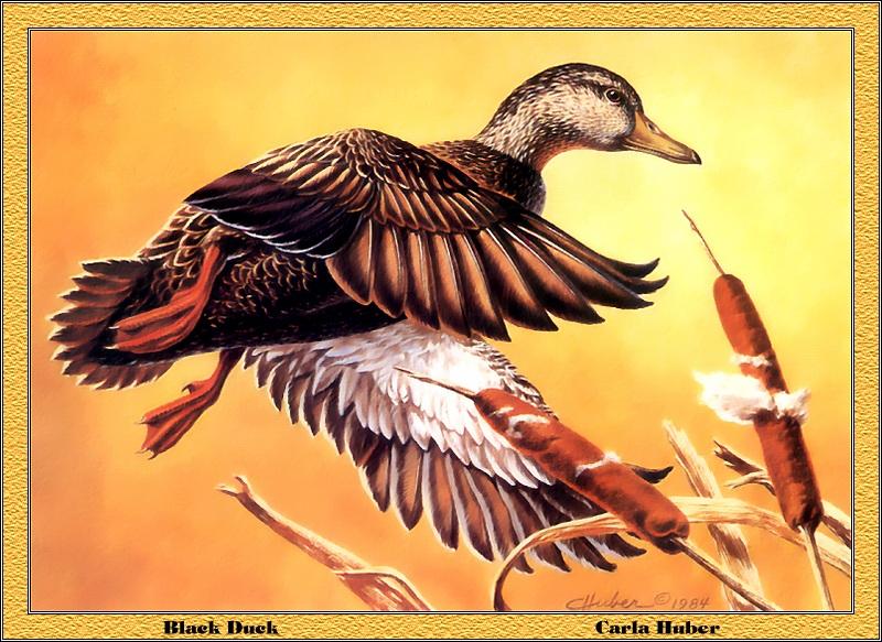 p-mdds1984-American Black Duck-Painting by Carla Huber.jpg
