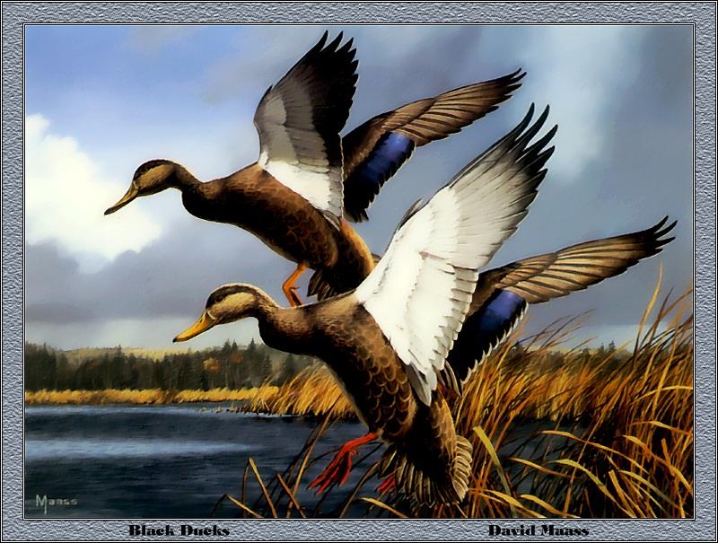 p-meds1984-American Black Ducks-Painting by David Maass.jpg