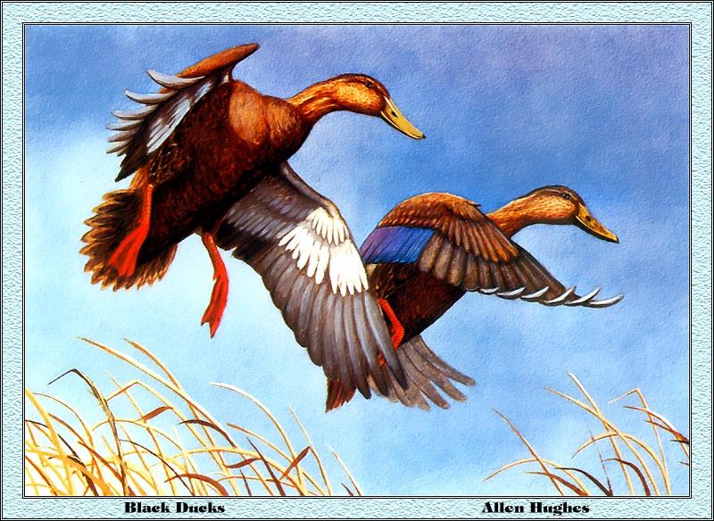 p-tnds1984-American Black Ducks-Painting by Allen Hughes.jpg