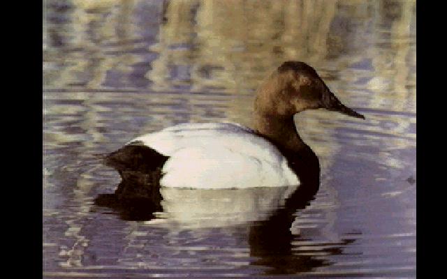 bird061-Canvasback Duck-Floating on water.jpg
