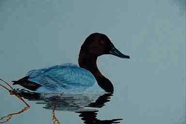 Bird Painting-Canvasback Duck1-floating on water.jpg