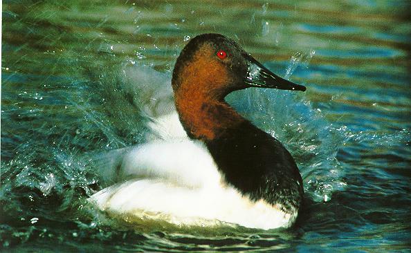 cback2-Canvasback Duck-wild swing on water.jpg