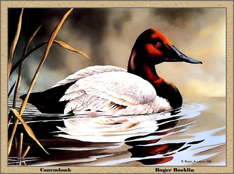 p-mdds1982-Canvasback Duck-Painting by Roger Bucklin.jpg