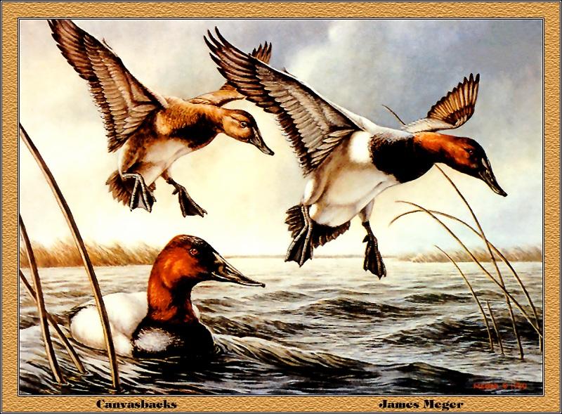 p-mnds1980-Canvasback ducks-Painting by James Meger.jpg