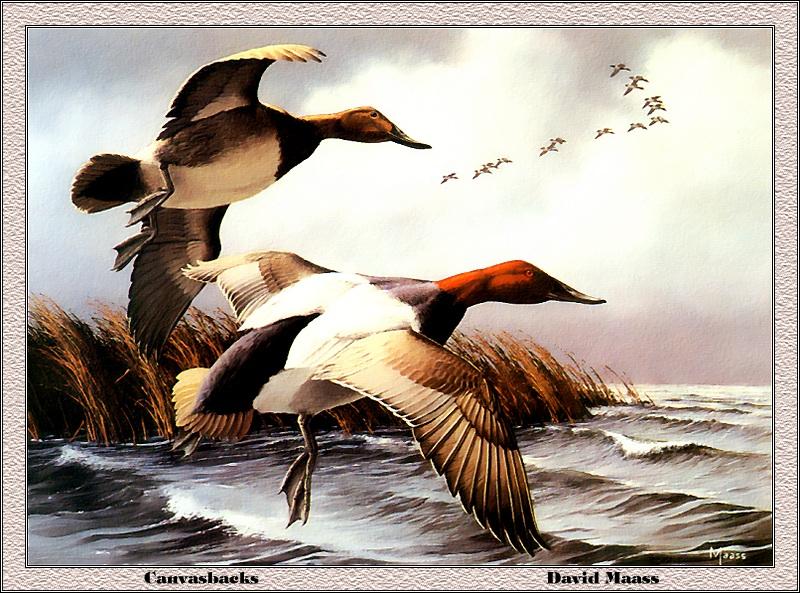 p-ndds1984-Canvasback Ducks-flight-Painting by David Maass.jpg
