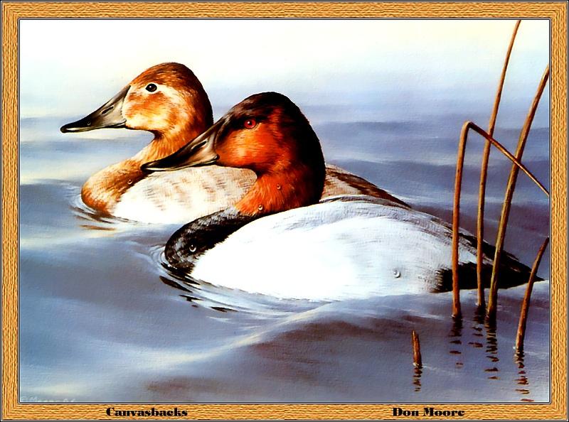 p-wids1986-Canvasbacks-pair on water-Painting by Don Moore.jpg