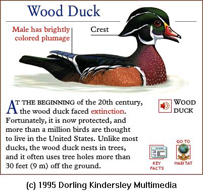 DKMMNature-Bird-WoodDuck.gif