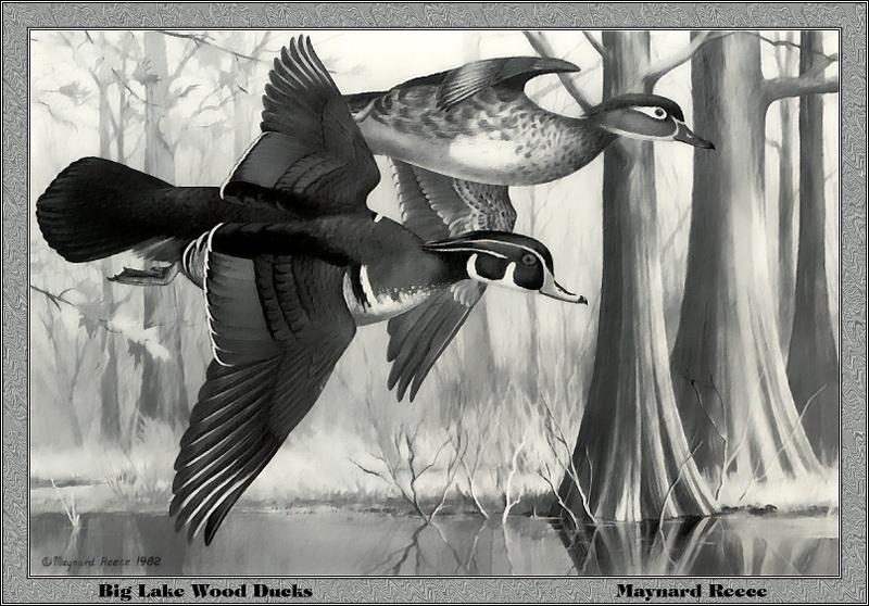 p-ards1982-Big Lake Wood Ducks-Painting by Maynard Reece.jpg