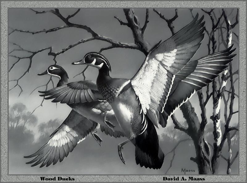 p-fds1974-75-Wood Ducks-flight-Painting by David A Maass.jpg