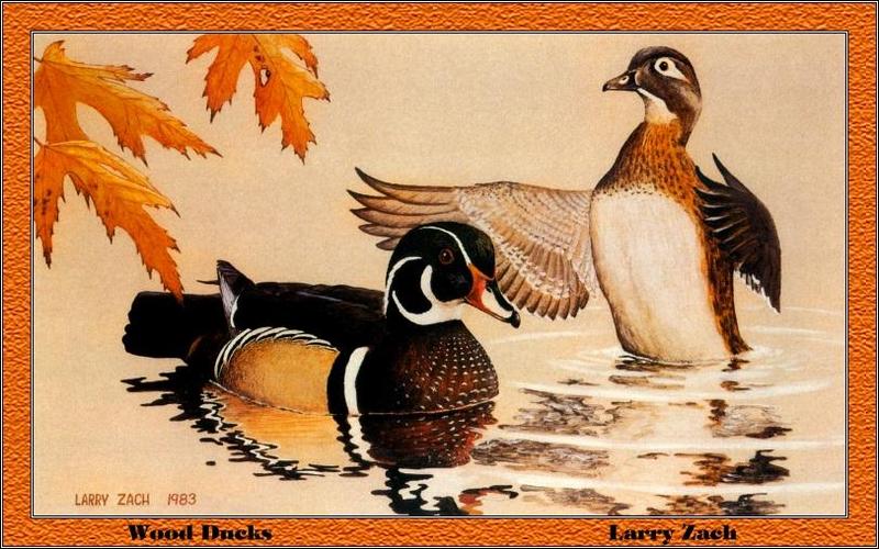 p-iads1984-Wood Ducks-pair-Painting by Larry Zach.jpg