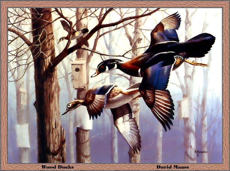 p-meds1986-Woodducks-in flight-Painting by David Maass.jpg