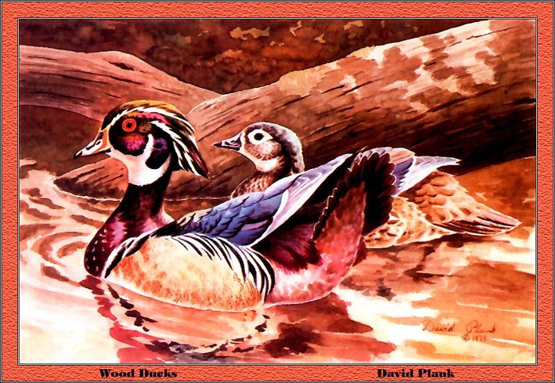 p-mods1980-Wood Ducks-pair-Painting by David Plank.jpg