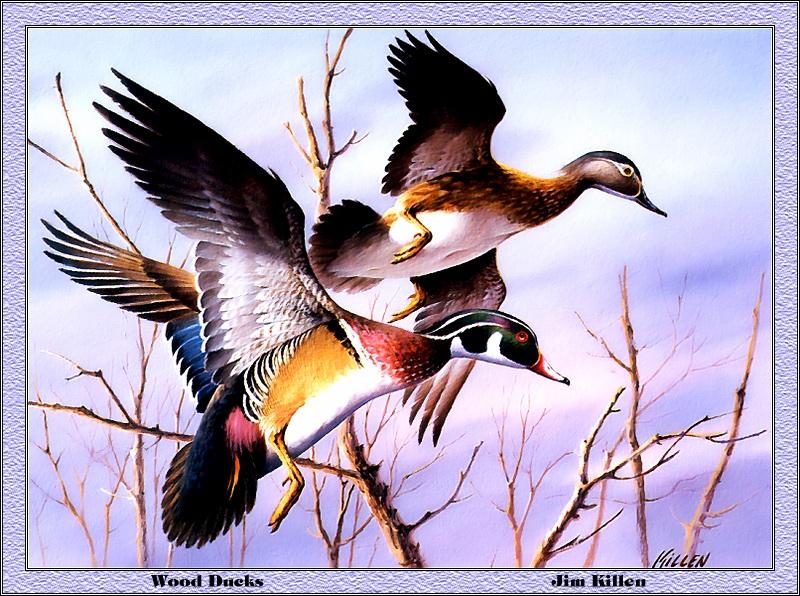 p-ncds1984-Wood Ducks-pair flight-Painting by Jim Killen.jpg