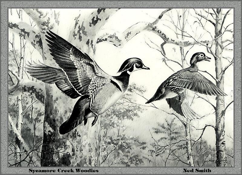p-pads1983-Syeamore Creek Woodducks-Painting by Ned Smith.jpg