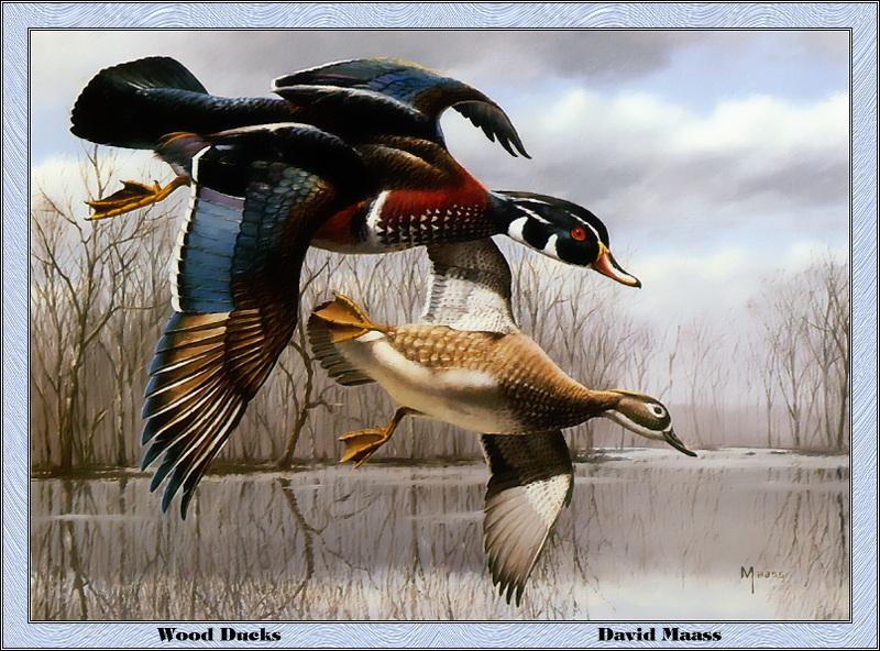 p-txds1984-American Woodducks-in flight-Painting-by David Maass.jpg