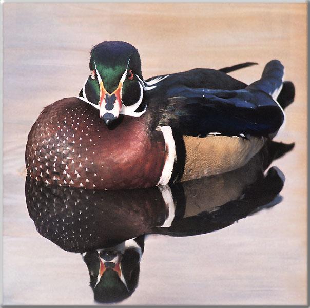 wood duck 11-Angry Face-Water Mirror.jpg